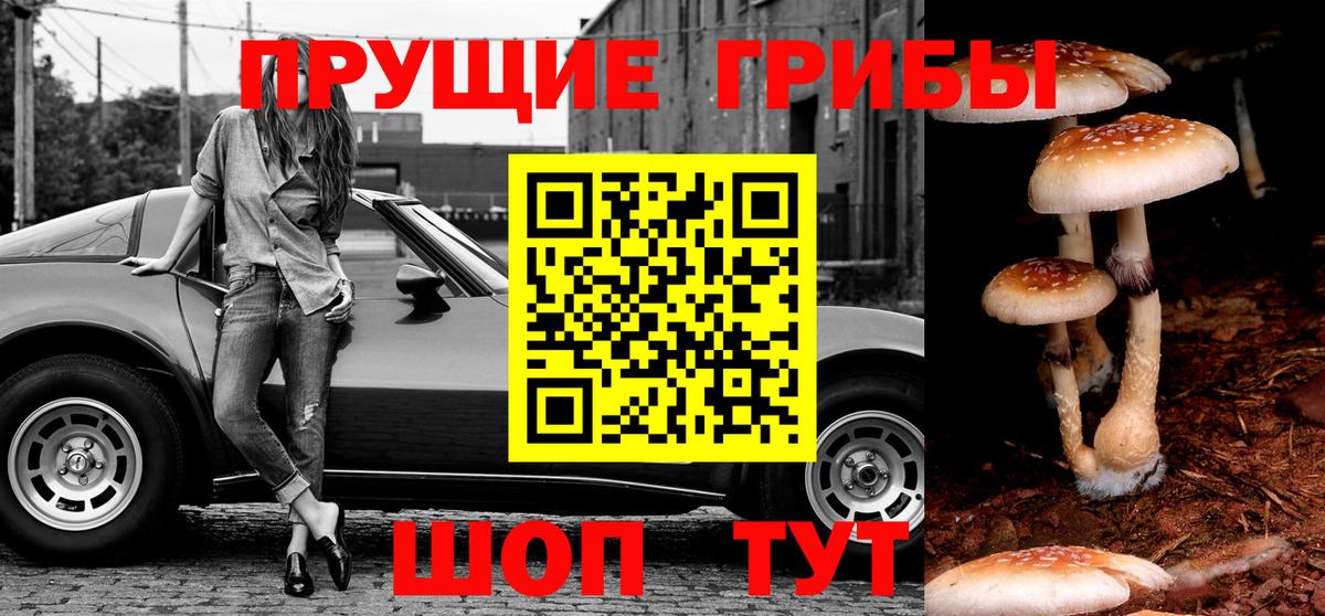 Псилоцибиновые грибы Psilocybe Серов