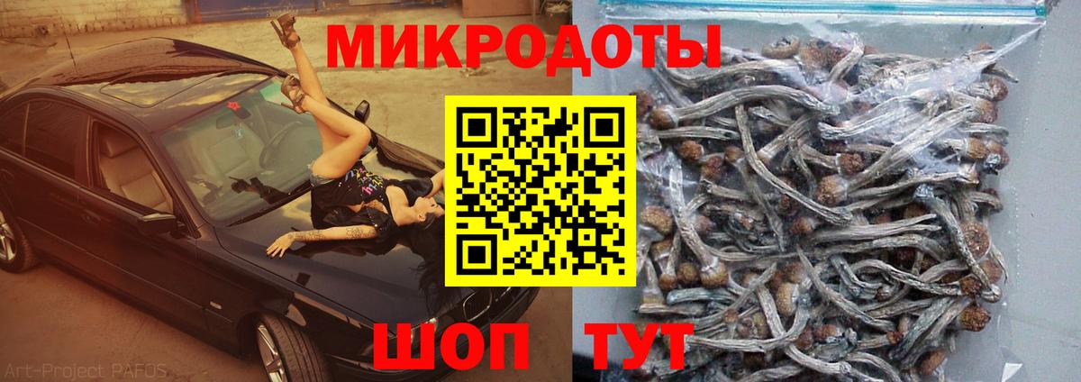 Галлюциногенные грибы Psilocybine cubensis Серов